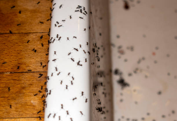 Best Wasp Removal Services  in Happy Valley, OR