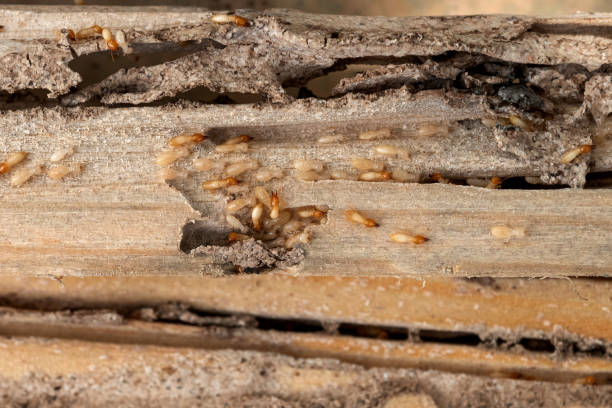 Spider Control Near Me in Happy Valley, OR